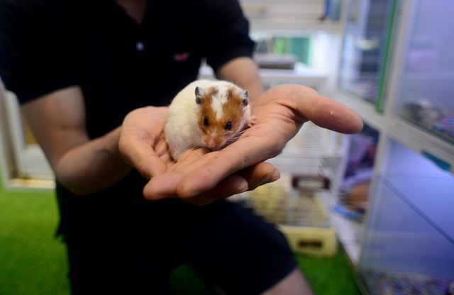 TOP 10 cửa hàng bán Hamster ở Sài Gòn: Vương quốc loài vật