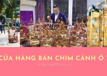 TOP 5 cửa hàng bán chim cảnh ở TPHCM