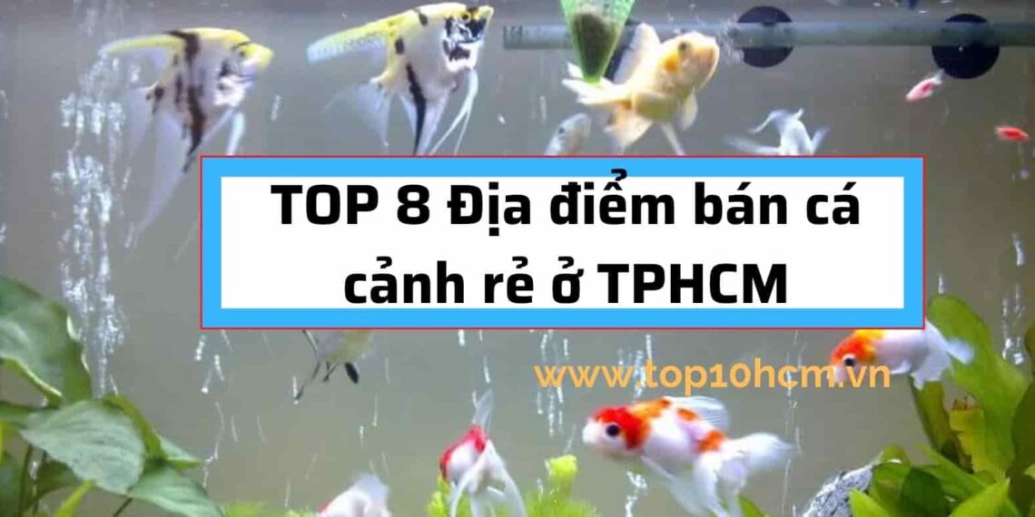 TOP 8 Địa điểm bán cá cảnh rẻ ở TPHCM