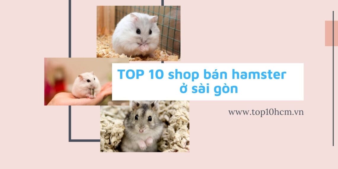 TOP 10 shop bán Hamster ở sài gòn