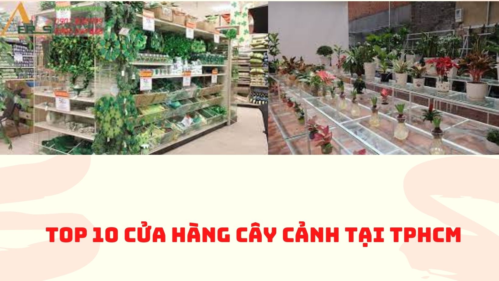 Top 10 cửa hàng cây cảnh tại TPHCM - Top10hcm.vn
